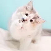 サイベリアン