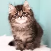 サイベリアン