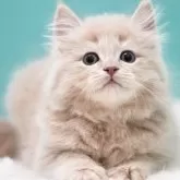 サイベリアン【東京都・男の子・2024年11月29日・クリームタビー】の写真1