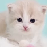 サイベリアン