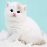 サイベリアン【東京都・男の子・2025年10月13日・クリーム&ホワイト】の写真1