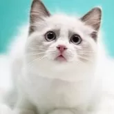 ラグドール【東京都・女の子・2024年11月21日・ブルーポイントバイカラー】の写真1