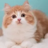 サイベリアン