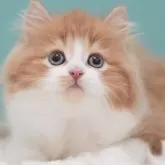 サイベリアン