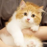 サイベリアン