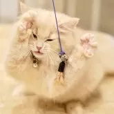 サイベリアン