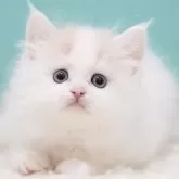 サイベリアン