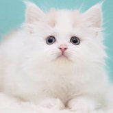 サイベリアン