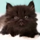 サイベリアン【東京都・男の子・2024年12月14日・ブラックスモーク】の写真1