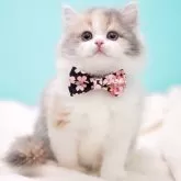 サイベリアン