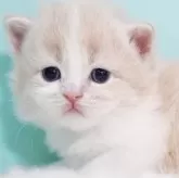 サイベリアン