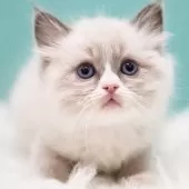 ラグドール【東京都・男の子・2024年12月16日・ブルーポイントバイカラー】の写真2