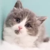 サイベリアン【東京都・男の子・2024年11月24日・ブルー&ホワイト】の写真2