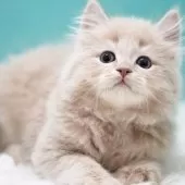 サイベリアン【東京都・男の子・2024年11月29日・クリームタビー】の写真2