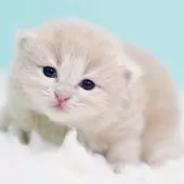 サイベリアン【東京都・男の子・2025年10月18日・クリームタビー&ホワイト】の写真2