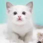 ラグドール【東京都・男の子・2025年9月22日・ブルーポイントバイカラー】の写真3