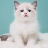 ラグドール【東京都・男の子・2025年8月3日・ブルーポイントバイカラー】の写真2