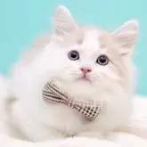 サイベリアン【東京都・男の子・2025年11月29日・クリーム&ホワイト】の写真2