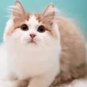 サイベリアン【東京都・男の子・2024年9月22日・レッド&ホワイト】の写真2