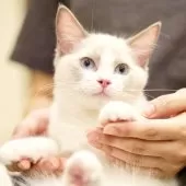 ラグドール【東京都・男の子・2025年6月5日・ブルーポイントバイカラー】の写真3