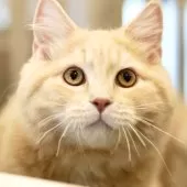 サイベリアン【東京都・男の子・2024年11月6日・クリームタビー】の写真3