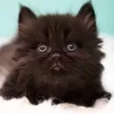 サイベリアン【東京都・男の子・2024年12月14日・ブラックスモーク】の写真3