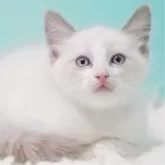 ラグドール【東京都・男の子・2025年9月8日・ブルーポイントバイカラー】の写真3