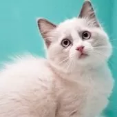 ラグドール【東京都・女の子・2024年11月21日・ブルーポイントバイカラー】の写真3