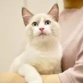 ラグドール【東京都・男の子・2025年6月5日・ブルーポイントバイカラー】の写真9