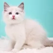 ラグドール【東京都・男の子・2025年10月7日・ブルーポイントバイカラー】の写真3