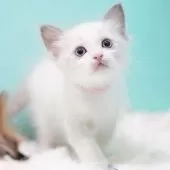 ラグドール【東京都・男の子・2025年9月22日・ブルーポイントバイカラー】の写真5