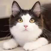 サイベリアン【東京都・男の子・2025年4月9日・ブラック&ホワイト】の写真4