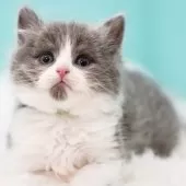 サイベリアン【東京都・男の子・2024年11月24日・ブルー&ホワイト】の写真4