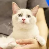 ラグドール【東京都・男の子・2025年6月5日・ブルーポイントバイカラー】の写真4