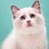 ラグドール【東京都・女の子・2024年11月21日・ブルーポイントバイカラー】の写真4