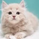 サイベリアン【東京都・男の子・2024年11月29日・クリームタビー】の写真4