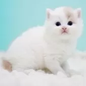 サイベリアン【東京都・男の子・2025年10月13日・クリーム&ホワイト】の写真4