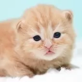 サイベリアン【東京都・男の子・2025年10月18日・レッドタビー&ホワイト】の写真4