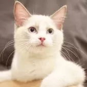 ラグドール【東京都・男の子・2025年6月5日・ブルーポイントバイカラー】の写真5