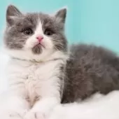 サイベリアン【東京都・男の子・2024年11月24日・ブルー&ホワイト】の写真5