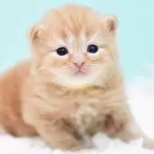 サイベリアン【東京都・男の子・2025年10月18日・レッドタビー&ホワイト】の写真5