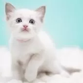 ラグドール【東京都・男の子・2025年9月22日・ブルーポイントバイカラー】の写真6