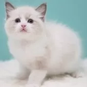 ラグドール【東京都・男の子・2025年8月3日・ブルーポイントバイカラー】の写真5