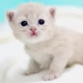 サイベリアン【東京都・女の子・2026年1月28日・クリームタビー&ホワイト】の写真6