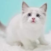 ラグドール【東京都・男の子・2025年9月22日・ブルーポイントバイカラー】の写真5