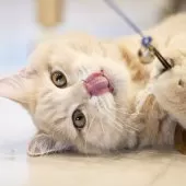 サイベリアン【東京都・男の子・2024年11月6日・クリームタビー】の写真6