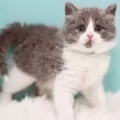 サイベリアン【東京都・男の子・2024年11月24日・ブルー&ホワイト】の写真6