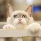 ラグドール【東京都・女の子・2024年12月22日・ブルーポイントミテッド】の写真6