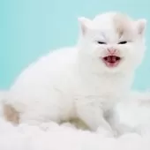 サイベリアン【東京都・男の子・2025年10月13日・クリーム&ホワイト】の写真7