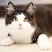 サイベリアン【東京都・男の子・2025年4月9日・ブラック&ホワイト】の写真7